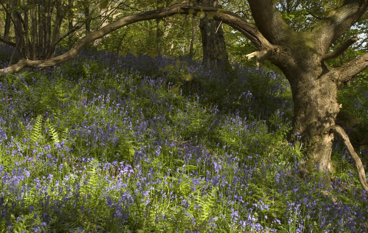 Middleton Woods | Ilkley